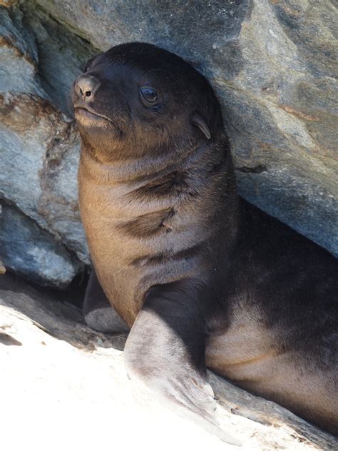 Extreme weather threatens survival of seabirds and seals .